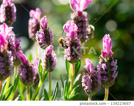 A macro photograph of a white-striped long-horned bee (male, with long antennae) sipping nectar from French lavender in the early summer sunlight. A macro photograph of a white-striped long-horned bee (male, with long antennae) sipping nectar from French lavender in the early summer sunlight. 139223687