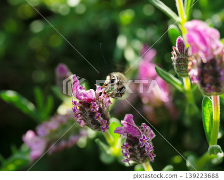 A macro photograph of a white-striped long-horned bee (male, with long antennae) sipping nectar from French lavender in the early summer sunlight. 139223688