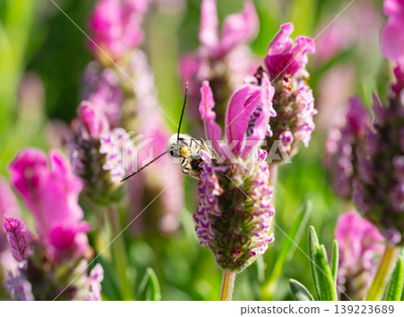 一張微距照片，拍攝的是一隻白條紋長角蜂（雄性，觸角很長）在初夏的陽光下從法國薰衣草上吸食花蜜。 139223689
