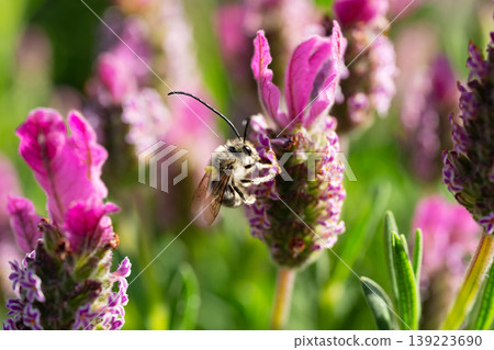 A macro photograph of a white-striped long-horned bee (male, with long antennae) sipping nectar from French lavender in the early summer sunlight. A macro photograph of a white-striped long-horned bee (male, with long antennae) sipping nectar from French lavender in the early summer sunlight. 139223690