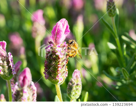 Female white-striped long-horned bees gathering to feed on nectar from French lavender in a spring garden (close-up, nature photography). Female white-striped long-horned bees gathering to feed on nectar from French lavender in a spring garden (close-up, nature photography). 139223694