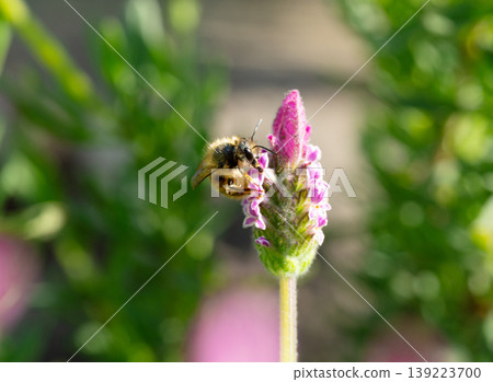 Female white-striped long-horned bees gathering to feed on nectar from French lavender in a spring garden (close-up, nature photography). 139223700