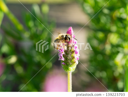 Female white-striped long-horned bees gathering to feed on nectar from French lavender in a spring garden (close-up, nature photography). Female white-striped long-horned bees gathering to feed on nectar from French lavender in a spring garden (close-up, nature photography). 139223703