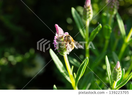 一群雌性白條紋長角蜂聚集在春天的花園裡，吸食法國薰衣草的花蜜（特寫，自然攝影）。 139223705