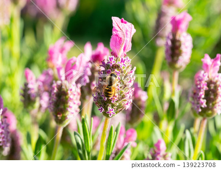 Female white-striped long-horned bees gathering to feed on nectar from French lavender in a spring garden (close-up, nature photography). Female white-striped long-horned bees gathering to feed on nectar from French lavender in a spring garden (close-up, nature photography). 139223708