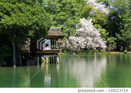 Kanazawa Kenrokuen的櫻花 Kanazawa Kenrokuen的櫻花 139223714