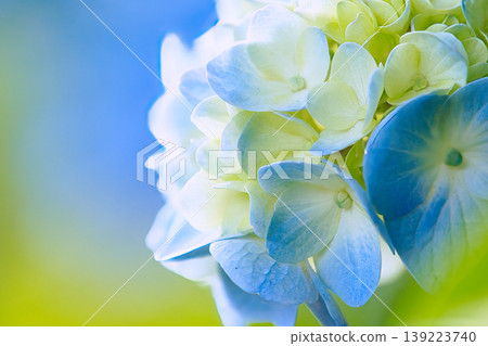淡白色的繡球花 淡白色的繡球花 139223740