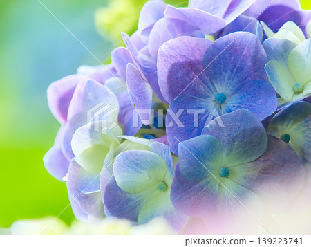 Purple hydrangea Purple hydrangea 139223741