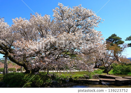 Cherry blossoms at Kanazawa Kenrokuen Cherry blossoms at Kanazawa Kenrokuen 139223752