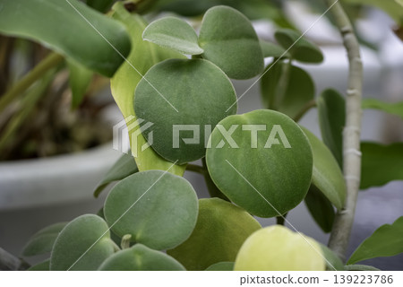 椒草屬多肉植物 椒草屬多肉植物 139223786