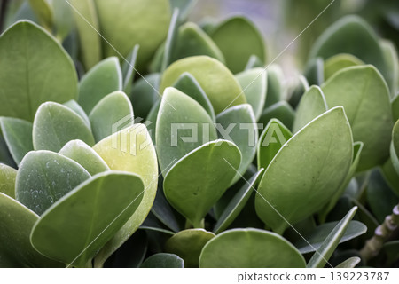 Peperomia succulents Peperomia succulents 139223787