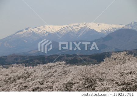 A thousand cherry trees in a single view, in collaboration with the snow-capped Zao mountain range. 139223791