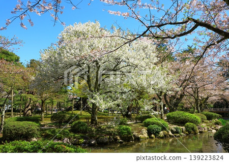 Cherry blossoms at Kanazawa Kenrokuen Cherry blossoms at Kanazawa Kenrokuen 139223824