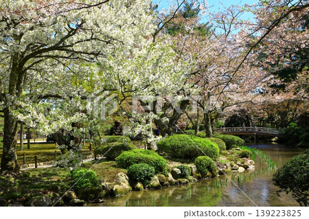Cherry blossoms at Kanazawa Kenrokuen 139223825