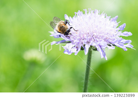 A hoverfly sipping nectar from a pale purple flower. A hoverfly sipping nectar from a pale purple flower. 139223899