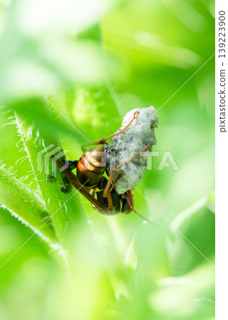 A queen paper wasp has started building her nest in the shade of a leaf. 139223900