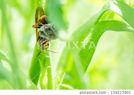 A queen paper wasp begins building her nest in the shade of a leaf. 139223901