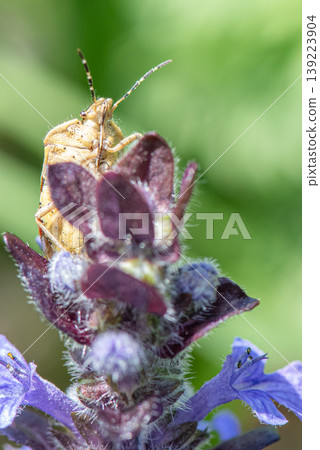 Observe the underside of a stink bug looking up at the sky. 139223904