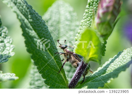 A scarab beetle moving between leaves 139223905