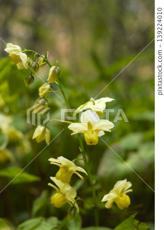Epimedium flowers blooming on the forest floor of Izuhayao Kohagi Shrine Epimedium flowers blooming on the forest floor of Izuhayao Kohagi Shrine 139224010