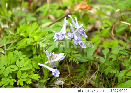 伊豆早尾小萩神社盛開的紫堇(Corydalis incisa) 伊豆早尾小萩神社盛開的紫堇(Corydalis incisa) 139224011