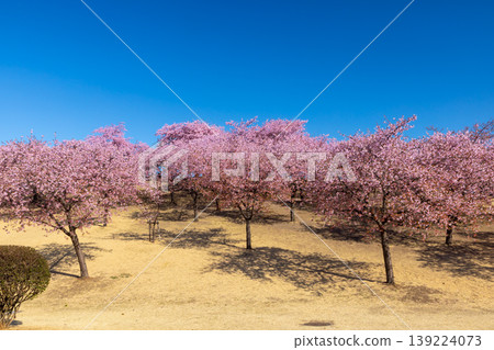 Kawazu cherry blossoms dye Kusabue Hill pink at Isesaki Mirai Park (Isesaki Citizens' Forest Park) in Sanno-cho, Isesaki City, Gunma Prefecture. 139224073