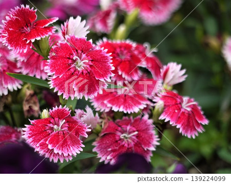 紅色康乃馨花 139224099