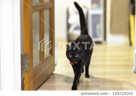 Black cat Black cat 139224103