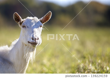 Portrait of white goat with beard on blurred bokeh background. Farming of useful animals concept. Portrait of white goat with beard on blurred bokeh background. Farming of useful animals concept. 139224159