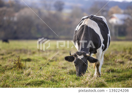 Nice healthy white and black cow with big udder grazing in green pasture field fresh grass on bright sunny day on blurred green trees background. Farming and agriculture concept 139224206
