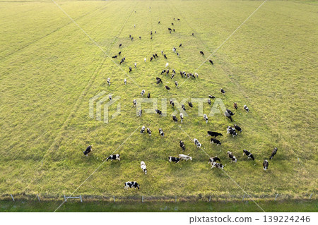 Milk cows grazing on green farm pasture. Feeding of cattle on farmland grassland 139224246