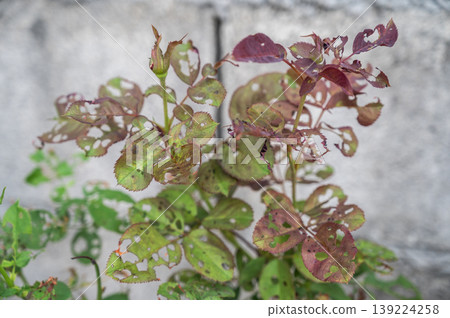 Rose leaves having holes because of pests eaten. Rose leaves having holes because of pests eaten. 139224258