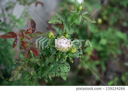 Rose leaves having holes because of pests eaten. Rose leaves having holes because of pests eaten. 139224266