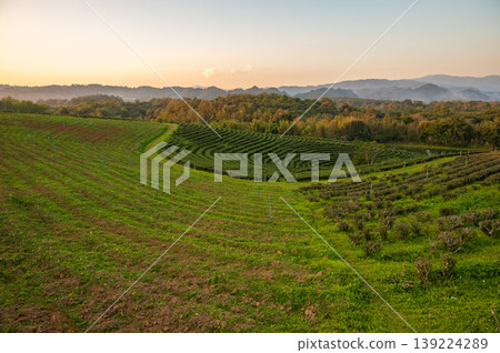 Tea plantation field after harvested in Chiang Rai province of Thailand. Tea plantation field after harvested in Chiang Rai province of Thailand. 139224289