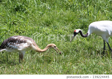 A family of Japanese cranes foraging for food (feeding, growth, and nature in the Kushiro Marshland, Hokkaido) A family of Japanese cranes foraging for food (feeding, growth, and nature in the Kushiro Marshland, Hokkaido) 139224445
