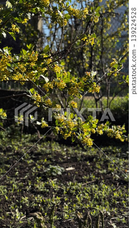 Close-up of blooming yellow flowers in a garden setting. Close-up of blooming yellow flowers in a garden setting. 139224528