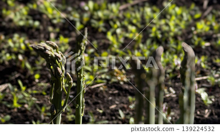Vibrant asparagus spears thriving in rich soil. 139224532