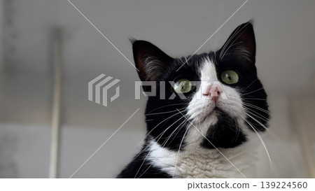Close-up of a black and white cat looking up with curiosity. Close-up of a black and white cat looking up with curiosity. 139224560