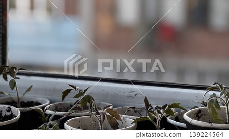 Fresh tomato seedlings thriving in small pots indoors. Fresh tomato seedlings thriving in small pots indoors. 139224564