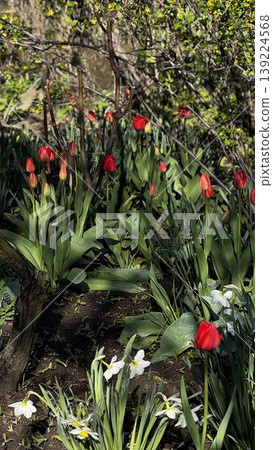 A beautiful display of red tulips and white flowers in a garden. A beautiful display of red tulips and white flowers in a garden. 139224568