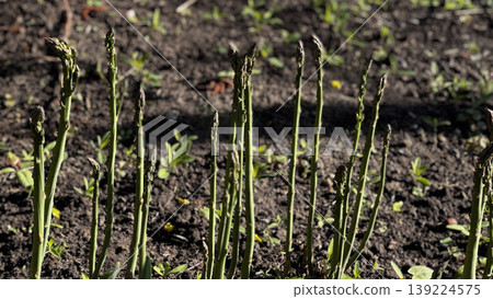 Vibrant asparagus spears emerging from rich garden soil. Vibrant asparagus spears emerging from rich garden soil. 139224575