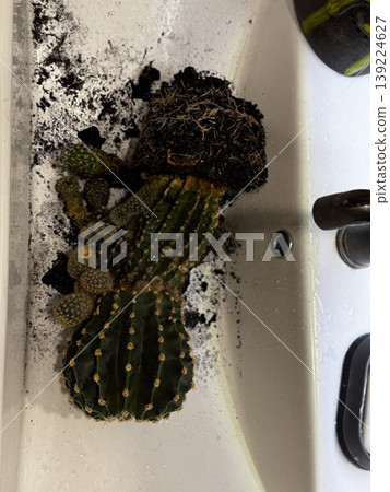 A cactus uprooted with soil scattered in a sink. A cactus uprooted with soil scattered in a sink. 139224627