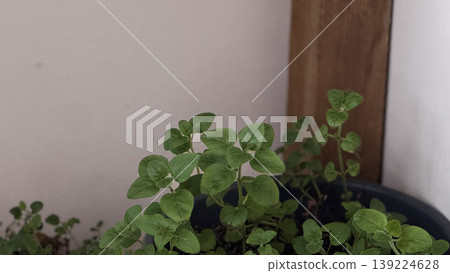 Lush oregano plant thriving in a decorative pot indoors. 139224628