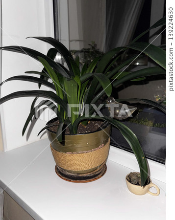 A vibrant indoor plant displayed on a windowsill. A vibrant indoor plant displayed on a windowsill. 139224630