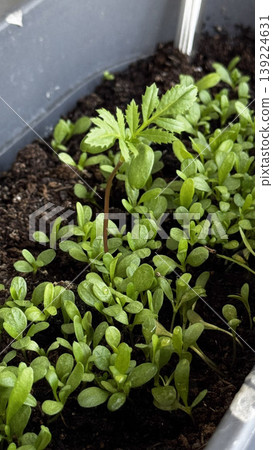 Fresh green seedlings sprouting in rich soil, ideal for gardening. Fresh green seedlings sprouting in rich soil, ideal for gardening. 139224631