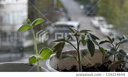 Vibrant green tomato plants sprouting in pots by the window. Vibrant green tomato plants sprouting in pots by the window. 139224649