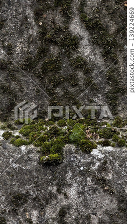 Close-up of vibrant moss growing on textured stone. Close-up of vibrant moss growing on textured stone. 139224669