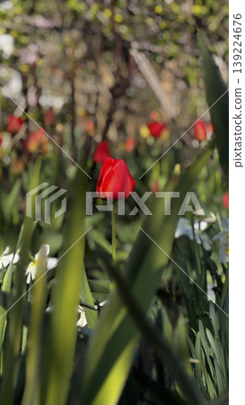 A striking red tulip stands out in a blooming garden. 139224676