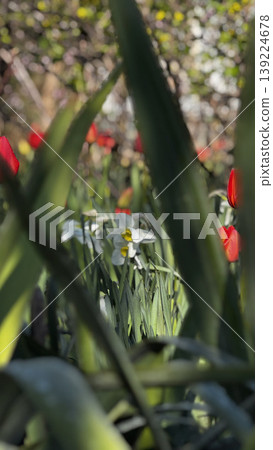 A close-up view of blooming tulips and daffodils in spring. 139224678