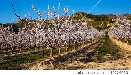 Blooming apricot trees in early spring Blooming apricot trees in early spring 139224680